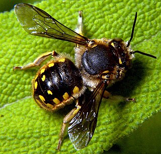 <i>Anthidium manicatum</i> Species of bee