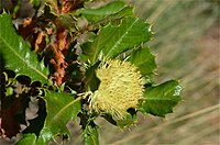 Banksia obovata