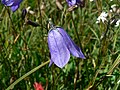 Bláklokka (Campanula rotundifolia)