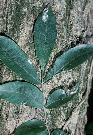 <i>Carya aquatica</i> Species of tree