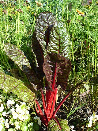 <span class="mw-page-title-main">Chard</span> Green leafy vegetable