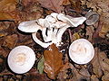 Clitocybe phyllophila