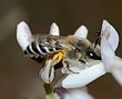 קולט יהודה (Colletes judaicus), נקבה אוספת צוף מרותם המדבר, צפון הנגב