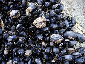 Mytilus edulis na zona intertidal da costa da Cornualha, Inglaterra.