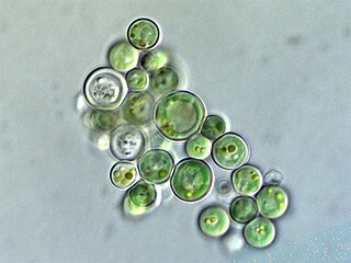 <span class="mw-page-title-main">Cyanidiophyceae</span> Class of algae