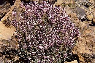 <i>Erysimum scoparium</i> Species of flowering plant