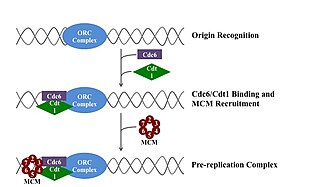 Pre-replication complex