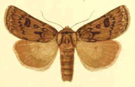 Agrotis ruta