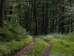 Mixed forest in Germany