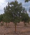 Sardinia Villacidro Italy