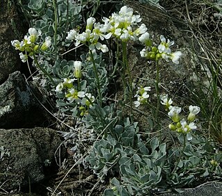 <i>Galitzkya</i> Genus of flowering plants