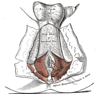 <span class="mw-page-title-main">Fascia of Colles</span>