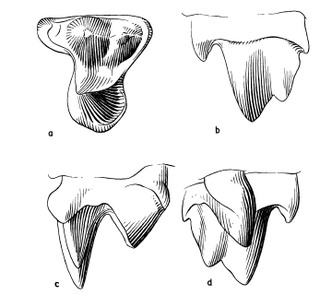 <i>Gypsonictops</i> Extinct genus of mammals