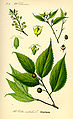 Illustration de Thomé, 1885, Flora von Deutschland