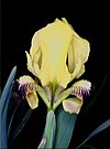 Iris pseudopumila02.jpg