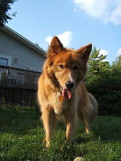 Karelo-Finnish Laika Dog breed