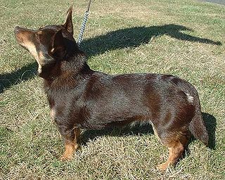 <span class="mw-page-title-main">Lancashire Heeler</span> Dog breed