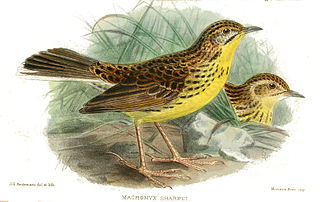 <span class="mw-page-title-main">Sharpe's longclaw</span> Species of bird