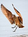 Marbled godwit Sandiego.jpg