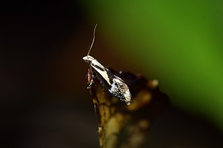 <i>Mnesarchella loxoscia</i> Moth species in family Mnesarchaeidae