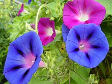 Morning glories, one of the birth flowers of September. Morning glory.jpg