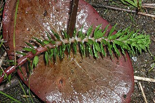 <i>Myriophyllum heterophyllum</i> Species of flowering plant