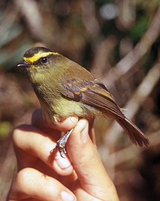 <i>Silvicultrix</i> Genus of birds