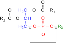 Phosphodiester.svg