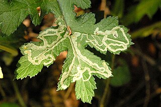 <i>Phytomyza spondylii</i> Species of fly