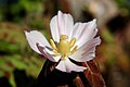 Close-up on a flower and its reproductive parts