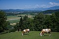 * Nomination Viewpoint at the Tourist Farm at Lazar near Ljubljana. Cattle grazing at the front, in the back you can see Ljubljana basin.--Miha Peče 09:46, 1 November 2022 (UTC) * Promotion  Support Good quality. --FlocciNivis 16:31, 1 November 2022 (UTC)