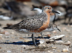 Calidris canutus rufa, hekkedrakt Foto: U.S. Fish and Wildlife Service, Public domain