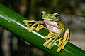 Image 35Wallace's flying frog (Rhacophorus nigropalmatus) (from Flying frog)