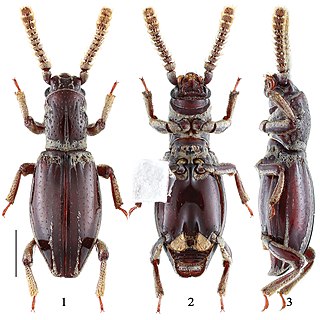 <span class="mw-page-title-main">Jacobsoniidae</span> Family of beetles