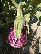 Solanum melongena