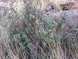 <i>Dermatophyllum gypsophilum</i> Species of legume