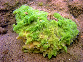 <i>Spongilla lacustris</i> Species of sponge