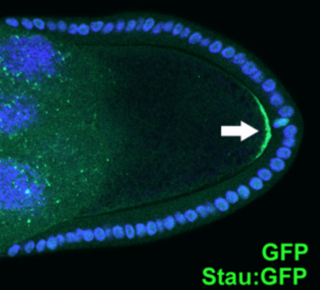 <span class="mw-page-title-main">Cell polarity</span> Polar morphology of a cell, a specific orientation of the cell structure