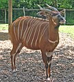 Bongó (Tragelaphus eurycerus)