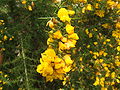 Doornestruke in de Botanische Tuin TU Delft