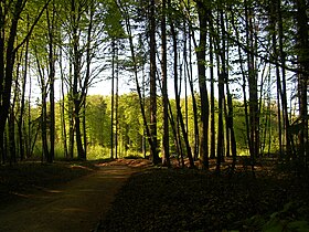 forest, Slovenia