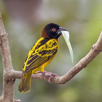 Village weaver