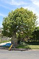 English: A Bottle Tree (Template:Brachychiton rupestris) in Warren, New South Wales