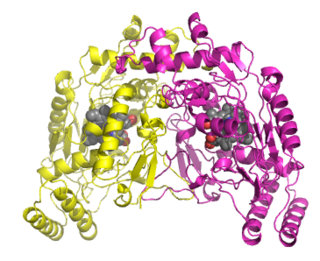 Nitric oxide synthase