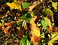 Leaves and male flowers in fall