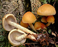 Hypholoma capnoides