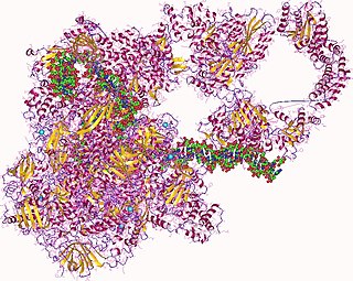 <span class="mw-page-title-main">RNA polymerase</span> Enzyme that synthesizes RNA from DNA