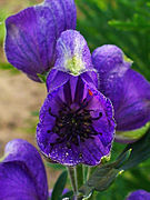 Labio superior en forma de gálea en Aconitum.