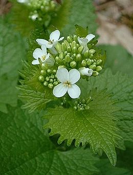 Vaistinė česnakūnė (Alliaria petiolata)