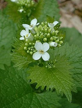 Løgkarse (Alliaria petiolata).